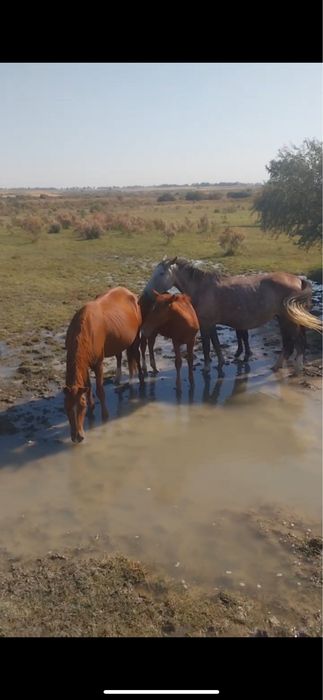 Сотилади отлар К,ора байр зод