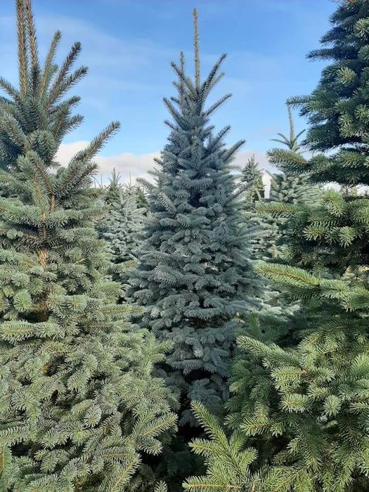 Brazi argintii și verzi