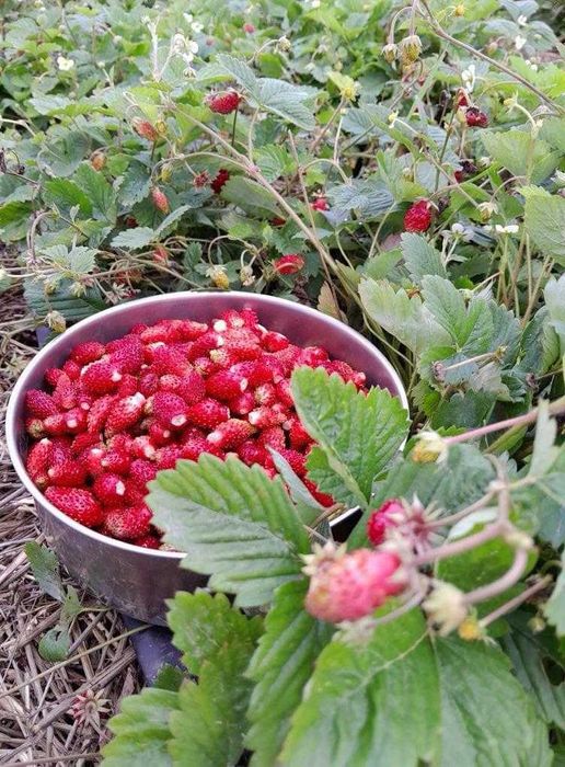 Stoloni CAPSUNI / FRAGI / drajoni ZMEURĂ / butași MURE
