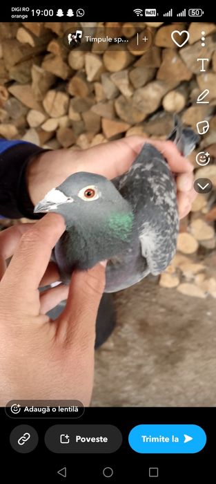 Vând porumbei  voiajori