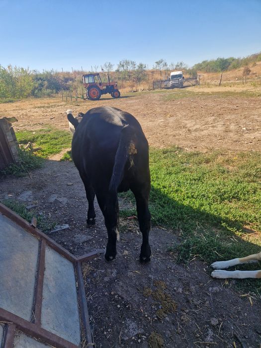 Vand 2 vitei angus,mascul si femela cu o medie de 270 /280