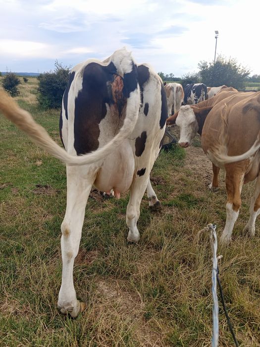 Vacă Holstein de vânzare