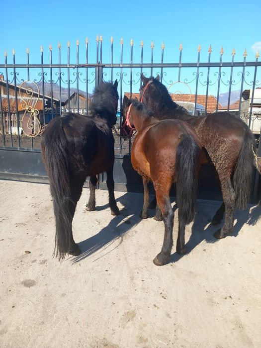 vând un cârlan o mânză și un cal