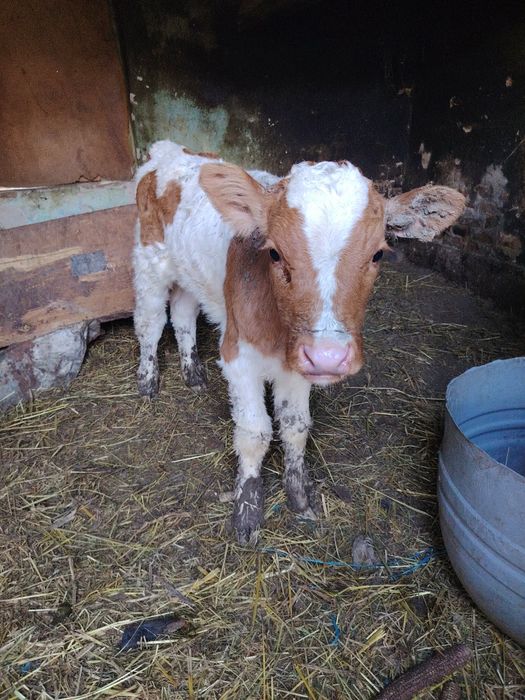 De vi zare vital de 3 saptamini