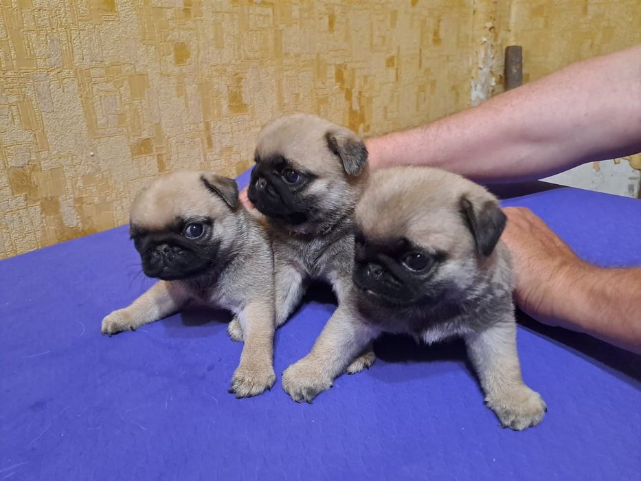 Продам щенков Мопса.