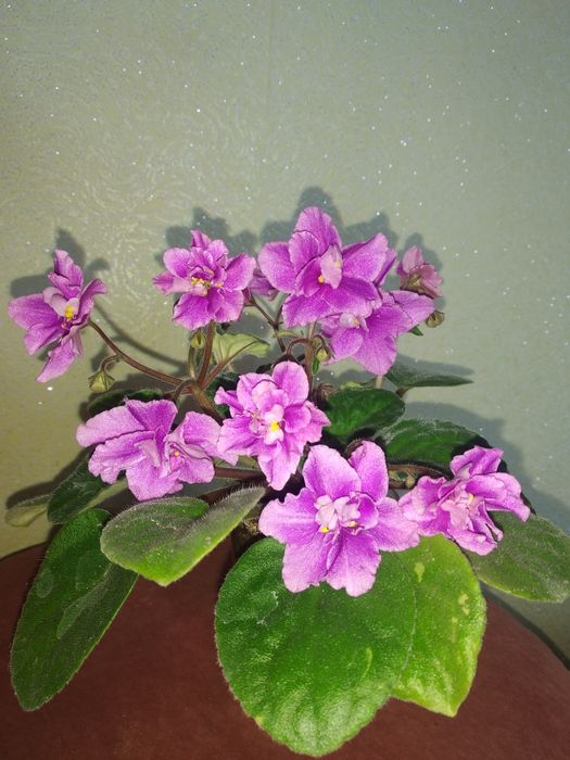 Живые цветы, фиалки