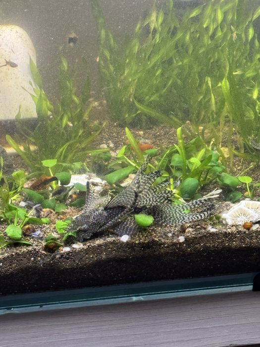 Сомики анцитрусы вуалевые