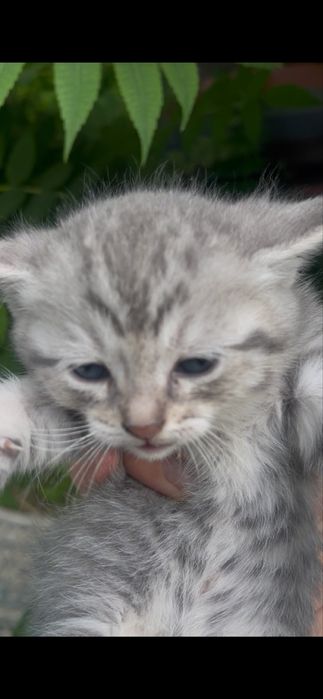Котята бесплатно
