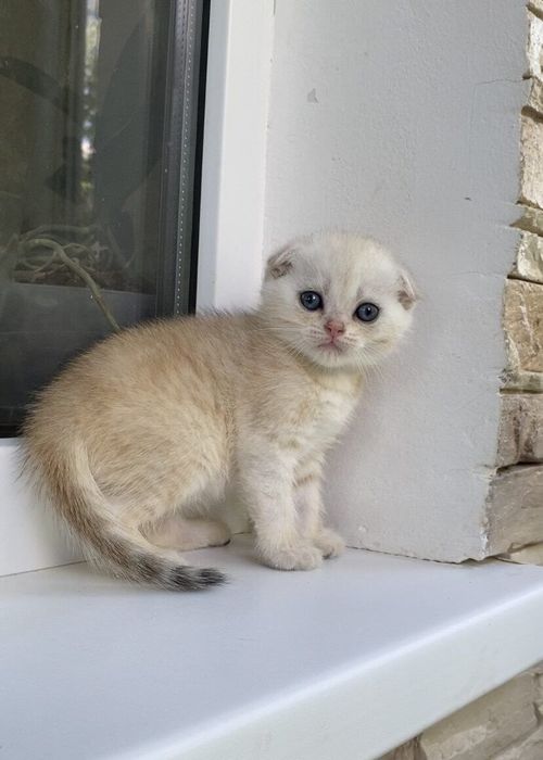 В продаже скоттиш фолд