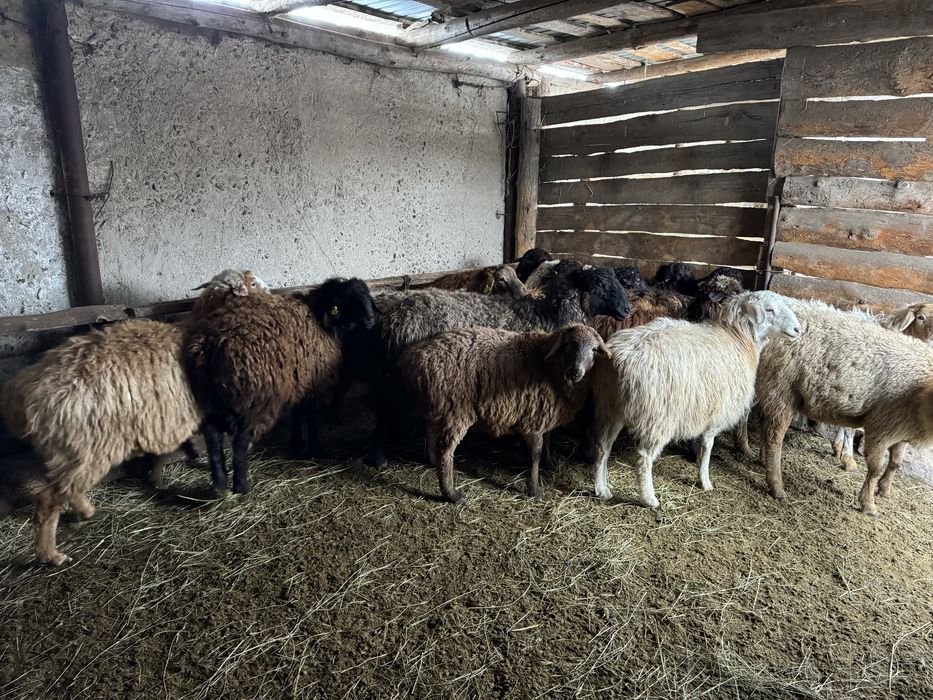 Продам жирных баран