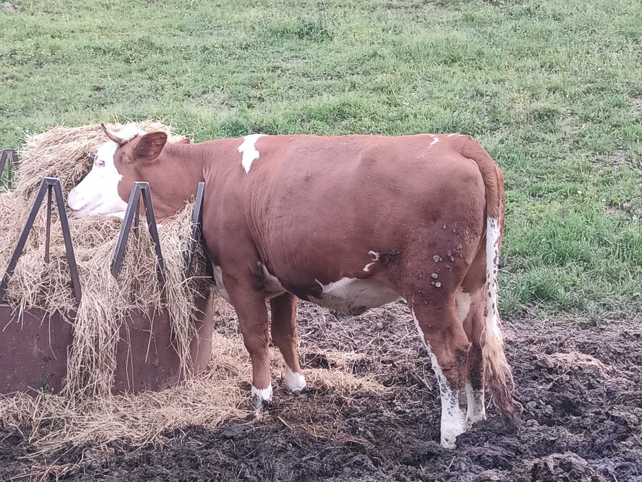 Vand juninca gestanta in 8 luni si o juninca fătată