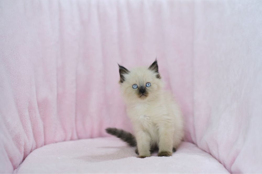 Сиамские котята мальчики