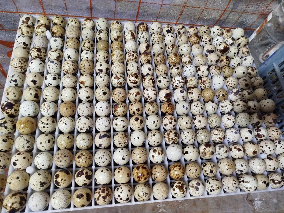 Белий гигант бедана  қибрай