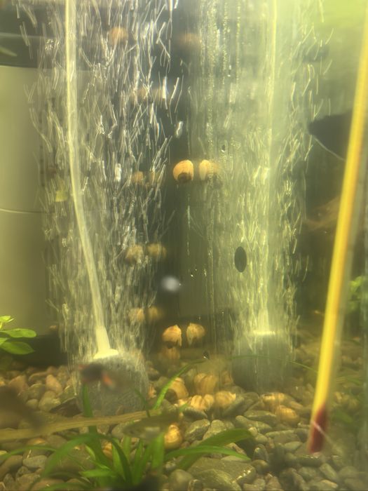 Продам ампулярий