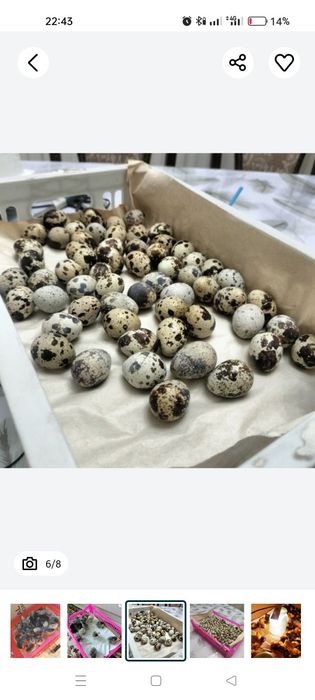 Инкубатор на 250перепелиных (100кур яиц)