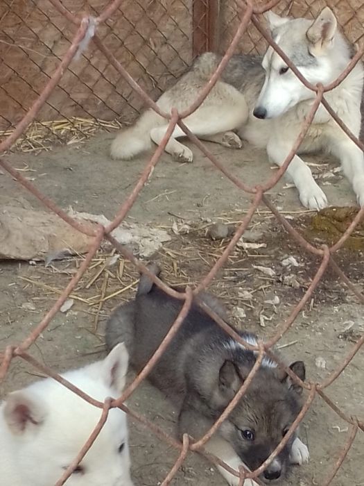 Лайка Рел западно сибирская