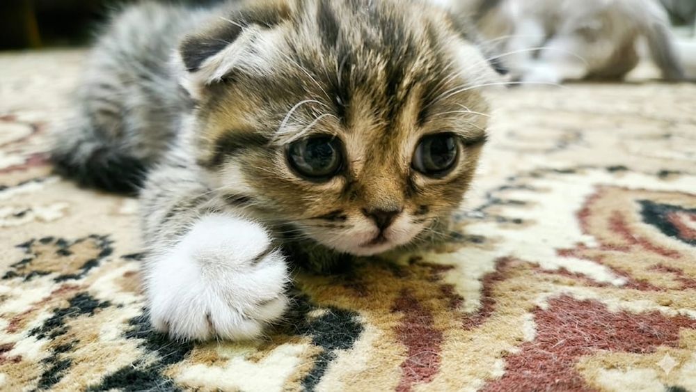 Котята Шотландские