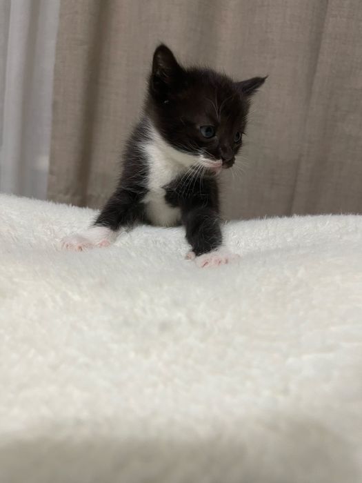 породистые котята