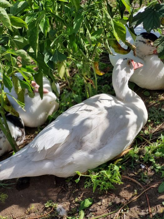 Индоутки ( селезень+2 самочки)