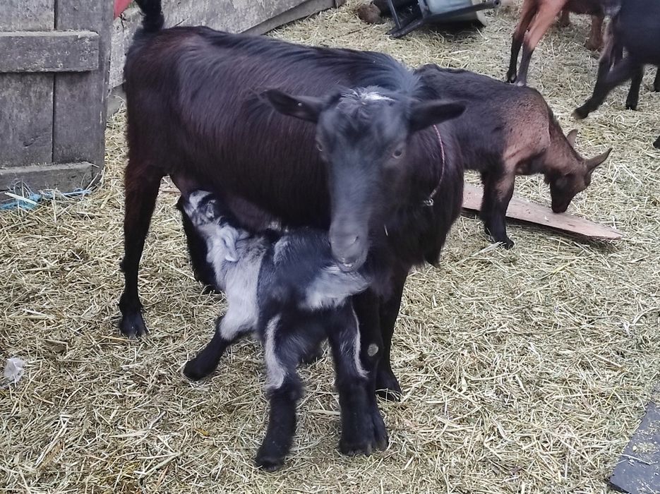 Vând cinci capre de rasa bune de lapte și un țap alpin