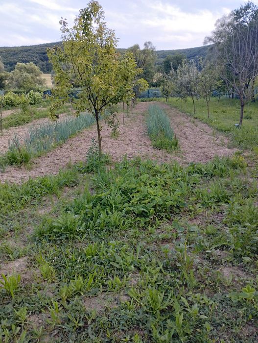 Vand casa cu gradina sau schimb