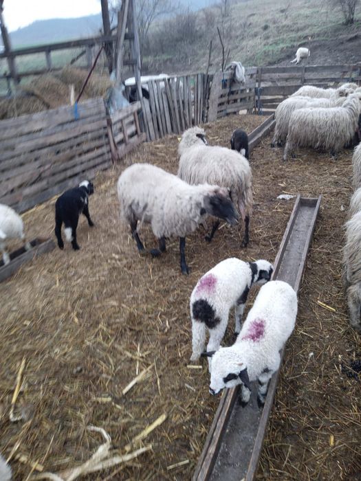 vând oi suffolk și birci