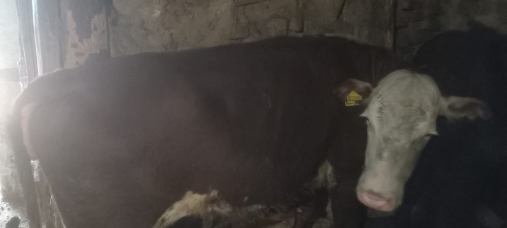 Бордақта тұрған бұқа, сиыр