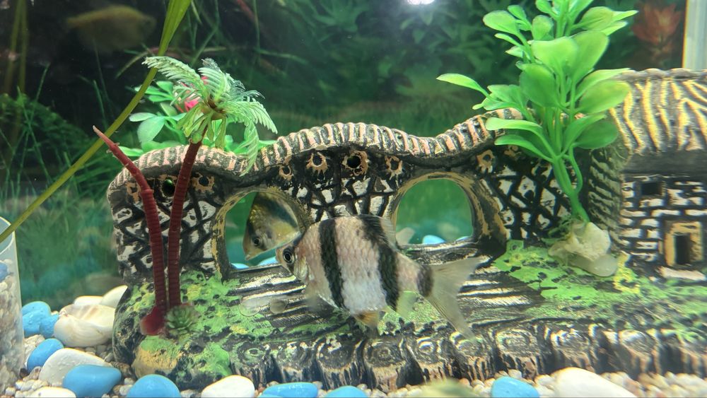 Продам рыбки мирные