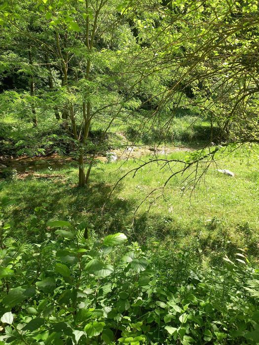 Teren de cabana pe Valea Recii( sat Strungari)