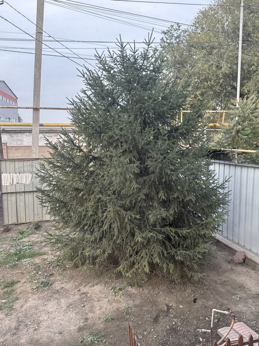 Ель дерево под спил