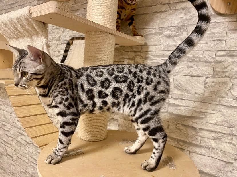 Серебристые БЕНГАЛЬСКИЕ котята