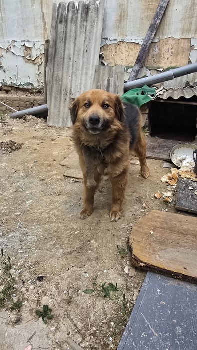 В добрые руки пёс!