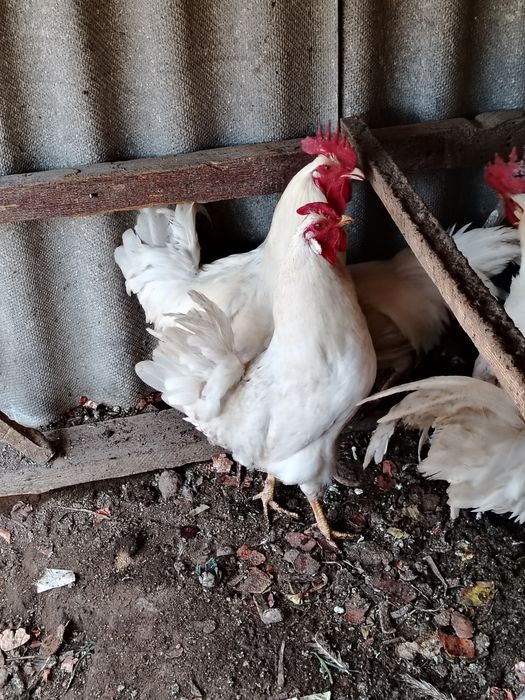 Қораздар сатылады