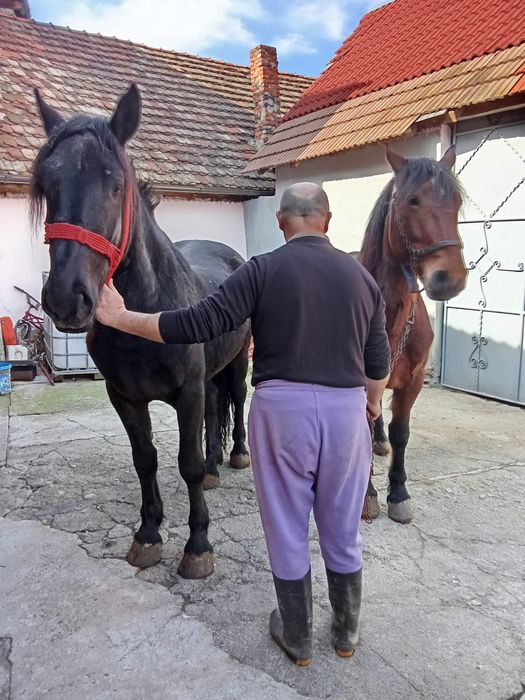 Vând o iapa la alegere