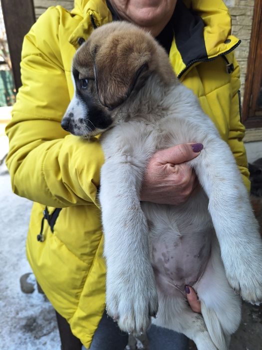 Отдам в хорошие руки