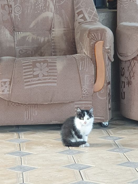 Кошкии домашний БЕСПЛАТНО