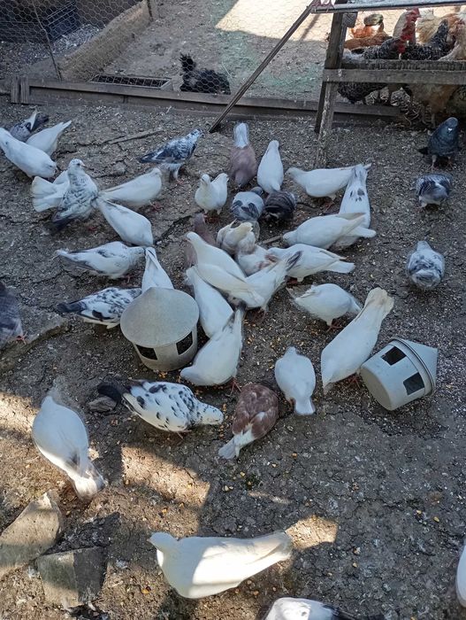 Vand porumbei hubble si metisi 45 lei buc!