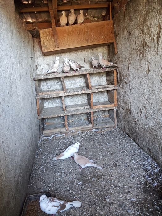 Vând turturele accept și unele schimburi cu porumbei