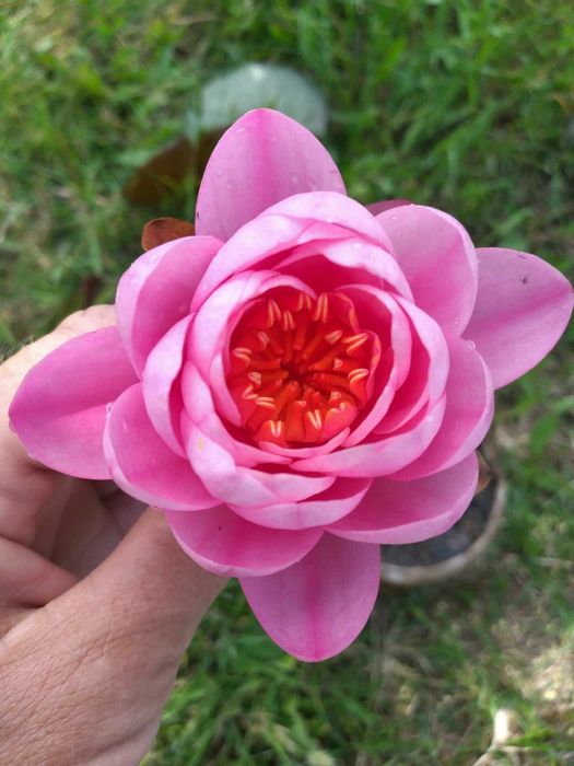 Продавам водни лилии