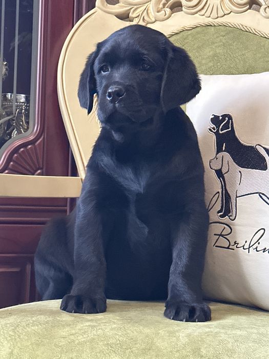 Щенки лабрадора, питомник.Документы.