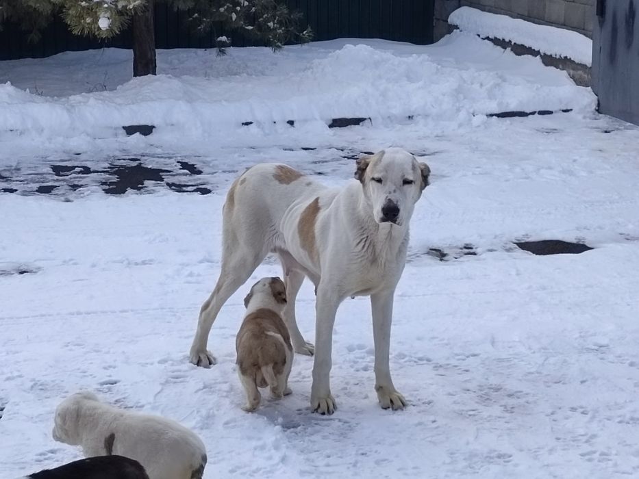 Продам суку алабая