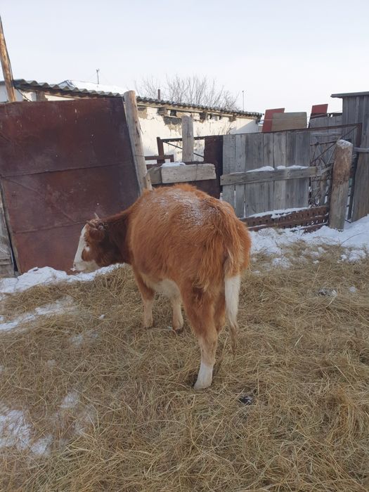 Продам тёлочки 2 головы