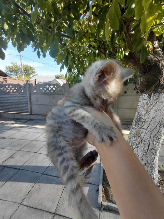 Котята ищут дом, мальчик и девочка