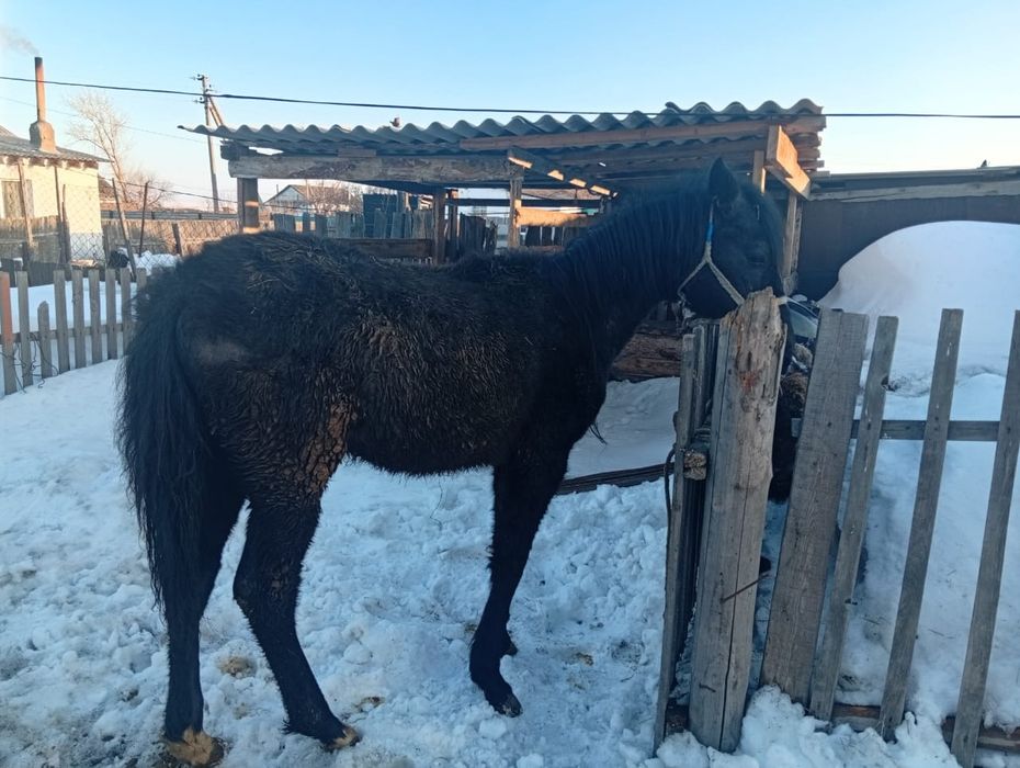 Продам лошадь девочка