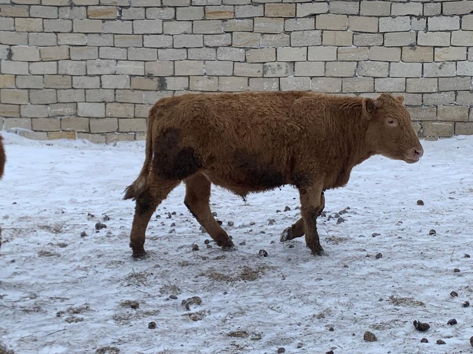 Өгіздер сатылады.