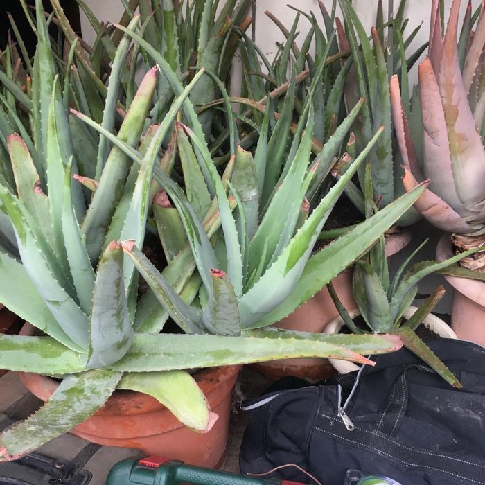 Aloe Vera barbadensis frunze