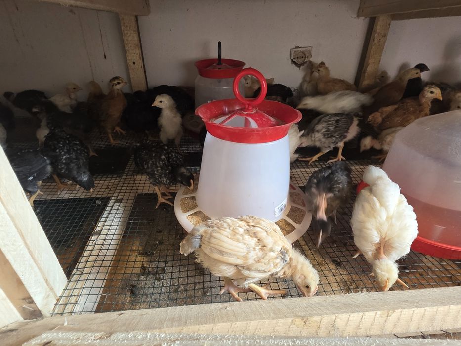 Pui de casă,gat golaș,pestriti