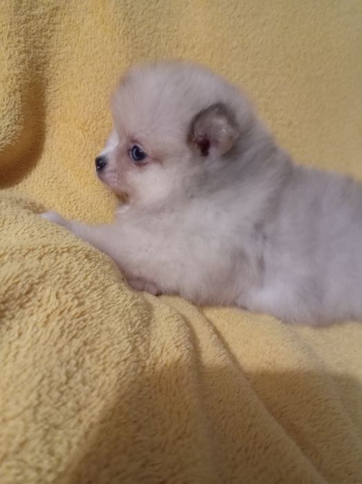 Продам щенка шпица