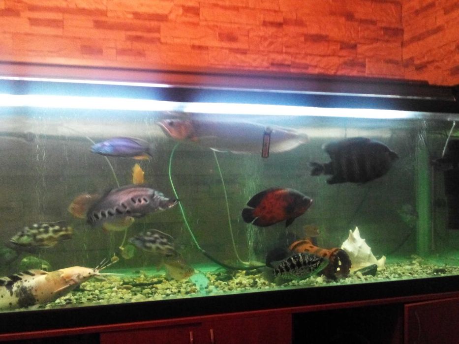 Большой аквариум 850 литров