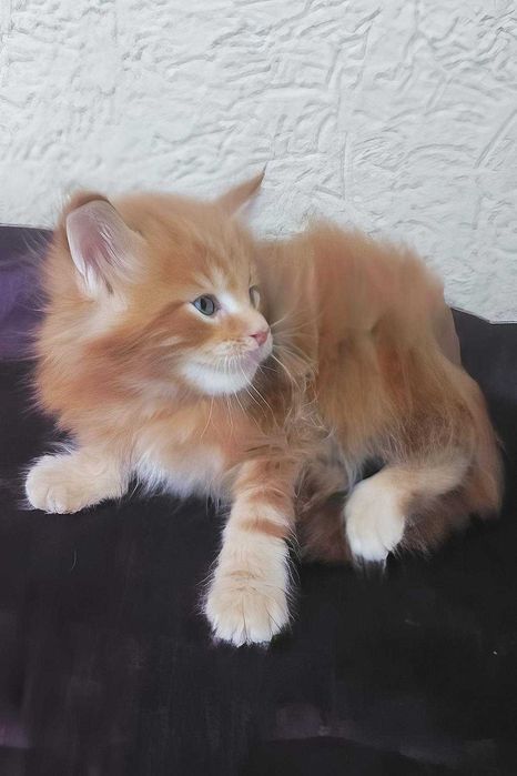 Maine Coon Felisa Lynx Rune Code Diesel – Micuțul titan cu pedigree de elită și o blândețe rară